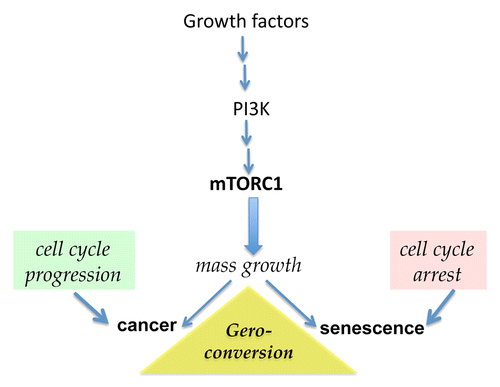 Figure 1. The mTOR pathway is involved in both cancer and senescence. Growth factors, cytokines, insulin, nutrients, and oncoproteins activate the phosphoinositide-3-kinase/mammalian target of rapamycin (PI3K/mTOR) signaling pathway, which promotes cellular growth and cell cycle progression. Mutations that results in constitutive activation of the mTOR pathway are involved in oncogenic transformation when intrinsic controls on cell cycle progression are disabled. Conversely, when mTOR is activated and the cell cycle is arrested, cells enter a senescent state. Rapamycin and other rapalogs (e.g., everolimus) inhibit the mTOR complex 1 (mTORC1) and suppress such a geroconversion.