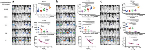 Figure 3. Identification of the protective correlates for passive immunization. Four groups of Balb/c mice (6 mice/group) were passively inoculated with 3-fold serially diluted anti-sera for immunogens F (a), G (b), and F and G combined (c), respectively. One hour after passive transfusion, each mouse was bled for serum collection. Then, the mice were inoculated with the NiV pseudovirus and the luminescent signals were detected at 3 dpi. Flux signals and NAb titres of the serum samples were detected for each mouse. Mice transfused with sera from non-immunized guinea pigs were included as control. The flux signals and NAb titres of each group were compared with the control group using student’s t test (*p < .05, **p < .01, ***p < .001, ****p < .0001). The correlation of the log-transformed values for the flux and NAb titres were analysed for each immunogen. Good linear correlations were found between the log-transformed total flux and the ID50 values for each immunogen. The limited full protection levels of NAbs were identified as 148, 275, and 115 for immunogens F, G, and FG, respectively. For Figure 3(a–c), all the three experiments were performed simultaneously with the same pseudovirus control.