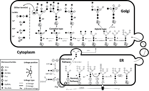 Figure 1. N-glycan processing. Schematic representation of the biosynthesis and processing of N-linked oligosaccharides.Citation125 Oxford nomenclature. GnT, N-Acetylglucosaminyltransferase; FucT, Fucosyltransferas; GlcT, Oligosaccharyltransferas; Lex, Lewis X epitope; sLex, Sialyl-Lex; Ley, Lewis Y. LacNAc, N-Acetyllactosamine. (Permission for use granted by Dr. Stephen A Whelan and colleagues).Citation125