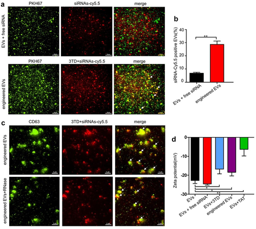 Figure 3. Verification of EVs siRNA-loading effect of 3TD. (a) Co-localization analysis of EVs and siRNA-Cy5.5 by TIRFM. Scalebar = 10 μm. (b) Percentage of EVs with siRNA-Cy5.5 fluorescence. Engineered EVs vs EVs+siRNA mixture, ** P < .01. (c) Location of siRNA-Cy5.5 in engineered EVs by TIRFM. Engineered EVs were showed before and after RNase digestion. Scalebar = 1 μm. (d) Zeta potential (mV) of engineered EVs before and after siRNA loading detected by DLS. N = 3, mean ± SEM. EVs: −22.80 ± 0.89, EVs+siRNA: −24.54 ± 0.36, EVs+3TD: −16.78 ± 1.45, engineered EVs: −18.41 ± 1.13, EVs+TAT: −6.347 ± 2.01.