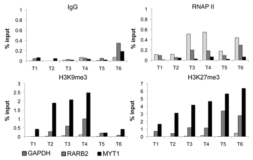 Figure 1. Repressive chromatin pattern at the RARβ2 promoter in prostate cancer. ChIP analysis of RNAP II, H3K9me3 and H3K27me3 enrichment in six prostate tumors (T1-T6). IgG is used as control to measure non-specific immunoprecipitation. Enrichments were analyzed by qPCR at the RARβ2, GAPDH and MYT1 promoters.