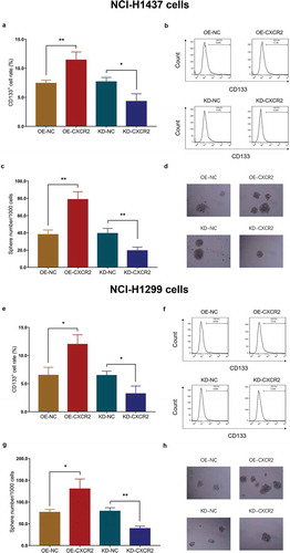Figure 7. Effect of CXCR2 on CD133+ cell rate and sphere formation efficiency. The effect of CXCR2 overexpression and knockdown on CD133+ cell rate (A,B) and sphere formation efficiency (C,D) in NCI-H1437 cells. The effect of CXCR2 overexpression and knockdown on CD133+ cell rate (E,F) and sphere formation efficiency (G,H) in NCI-H1299 cells. Comparison of CD133+ cell rate and sphere number/1000 cells between the two groups was conducted by independent sample’s t-test. P < 0.05 was considered significant. CXCR2, C-X-C Chemokine Receptor Type 2.