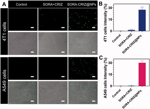 Figure 5. (A) In vitro cellular uptake property of SORA + CRIZ and SORA–CRIZ@NPs for 2 h incubation. (B, C) Percentage of the intensity. The scale bar = 50 µm.