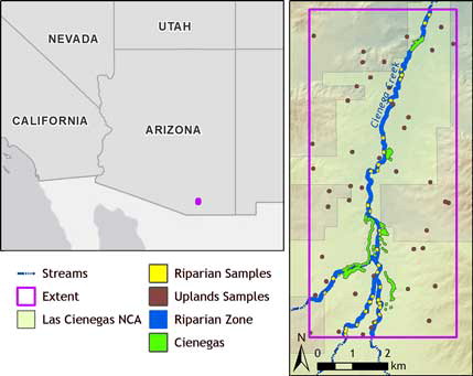 Figure 2. Left: The location of study site in relation to the southwestern USA. Basemaps provided by ESRI et al (Citation2015a, Citation2015b). Right: The extent of the study area which encompasses 39 km2. Cienegas occur along an 8-km length of Cienega Creek. Shown are the cienegas, the riparian habitat zone used to develop the sample groups, and the three sample groups: cienega, riparian, and upland. Cienega, riparian habitat zone, and sample polygons are represented larger than actual size for all areas to be clearly visualized.