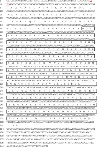 Figure 4. Sequence and secondary structure of OsSOT9 and the deduced open reading frame (ORF).