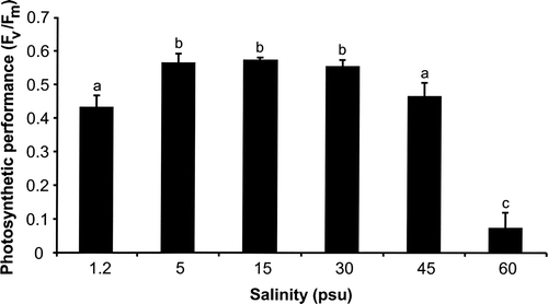 Fig. 3. Changes in photosystem II efficiency (F v/F m: optimum quantum yield) of Klebsormidium sp. (n = 5, mean value ± SD) after 72 h exposure to a range of salinities. Significance of differences among the treatments was calculated by one-way ANOVA (P < 0.001). Different letters represent significant differences among the salinities as revealed by Tukey's post hoc test. psu, practical salinity units.
