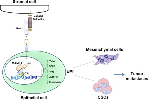 Figure 3 Role of Notch in tumor metastasis as an inducer of EMT.