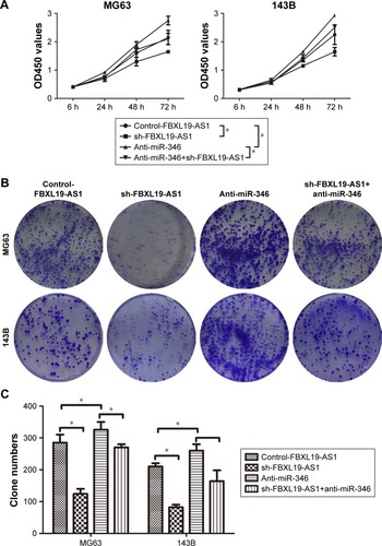 Figure 6 miR-346 mediates the pro-proliferation roles of FBXL19-AS1 in OS.