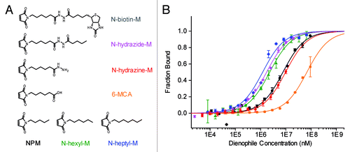 Figure 3. (A) Reactive maleimide dienophile substrates. (B) Binding of maleimide dienophiles to 50 nM DAse-3′-Cy5 (N-heptyl-M, blue diamonds; N-hydrazide-M, magenta stars; N-hexyl-M, green triangles; NPM, black circles; N-hydrazine-M, red pentagons; 6-MCA, orange squares) The solid curves are the fits of the data points to the Hill equation (n = 1). The orange and red solid curves are only to guide the eye since a plateau could not be reached due to solubility limit of 6-MCA and N-hydrazine-M. Error bars represent the standard error in triplicate measurements.