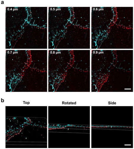 Figure 6. Lateral organization of ZO-1 above β-catenin revealed by 3D structured illumination microscopy. (a) AECs isolated from Sprague Dawley rats were cultured on collagen-coated coverslips for 6 d. The cells were then fixed, permeabilized, and immunolabeled for β-catenin (red) and ZO-1 (cyan). Individual slices from z-stacks using 3D structured illumination microscopy (SIM) revealed z-stack separated tight junctions and adherens junctions at asymmetrical β-catenin areas between overlapping AECs. Numbers in (a) represent distance from the top of the cells. (b) 3D volume images of the reconstructed z-stack slices were rotated along the x-axis to show the z-separation of ZO-1 and β-catenin. Bars: 5 µm