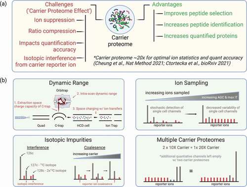 Figure 3. (a) Advantages and disadvantages of carrier proteome in SCP experiments and suggested range of carrier proteome amount based on the recent studies. (b) Experimental considerations and instrumental challenges for scMS experiments that use a carrier proteome.