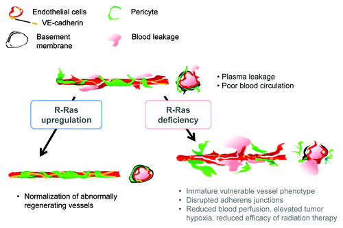 Figure 1. Schematic summary of the consequences of R-Ras disruption and upregulation in tumor blood vessels. R-Ras is expressed at low levels in the endothelium and pericytes of tumor vessels. The disruption of R-Ras severely impairs structural and functional maturation of tumor vessels. These vessels exhibit the poorly pericyte-supported “vulnerable” immature phenotype. The vessel abnormalities result in extensive blood leakage, reduced blood perfusion and elevated hypoxia within tumors. On the other hand, upregulation of R-Ras signaling enhances pericyte association and stabilizes VE-cadherin-mediated endothelial adherens junctions, leading to improved vessel structure and endothelial barrier function with improved blood perfusion. Thus, R-Ras promotes normalization of pathologically regenerating blood vessels.