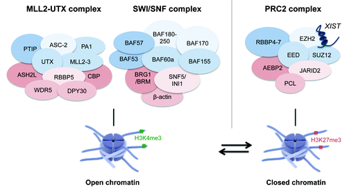 Figure 2. The chromatin complexes MLL2-UTX, SWI/SNF and PRC2 contribute to open and closed chromatin conformations. Schematic representation of the H3K4 methyltransferase complex MLL2-UTX, the SWI/SNF ATPase remodeling complex and the H3K27 methyltransferase complex PRC2 composed out of different protein-coding and non-protein-coding members. The histone eraser UTX is part of the MLL2 complex leading to a dynamic interplay between H3K4 methylation and H3K27me2/3 demethylation. Furthermore, UTX can cooperate with the BRG1-containing SWI/SNF complex where it plays a role in general chromatin remodeling independent of its H3K27 demethylase function. The MLL2-UTX and SWI/SNF complexes both contribute to an open chromatin formation. The PRC2 complex enables efficient methylation of H3K27 thereby promoting gene silencing and chromatin compaction (graphics from www.somersault1824.com).