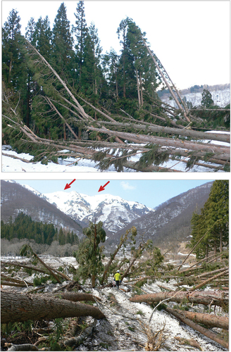 Figure 3. Avalanche damage to cedar forest in the run-out zone in 2021. The arrows in the right photo indicate the avalanche starting zones.