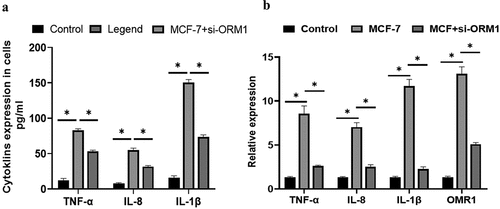 Figure 6. The expressions of IL-1β, IL-8, TNF-α and ORM1 in breast cancer cells were detected by different methods. A:The levels of IL-1β, IL-8, and TNF-α in MCF-7 cells and cells transfected with si-ORM1 were compared. The expression levels of IL-1β, IL-8, and TNF-α in MCF-7 cells were significantly higher than those in the control group (P < 0.05). MCF-7+ si-ORM1 group suppressed the expression of ORM1 compared with that in the MCF-7 group (*P < 0.05). B: The relative expression levels of ORM1, IL-1β, IL-8, and TNF-α under different cell conditions were compared. The expression levels of TNF-α, IL-8, IL-1β, and ORM1 in MCF-7 cells were significantly higher than those in the control group (P < 0.05, σ2 = 0.03). The MCF-7+ si-ORM1 group exhibited decreased expression compared with the MCF-7 group (*P < 0.05, σ2 = 0.03). The experiments were conducted in triplicate.