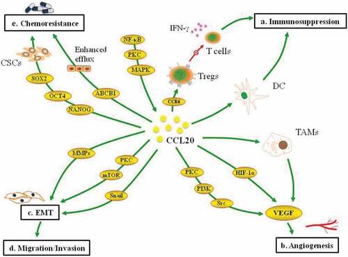 Figure 1. Multifaceted roles of CCL20 in breast cancer progression. CCL20 recruits dendritic cells and CCR6 Tregs to impair the function of T cells (a). CCL20 induces VEGF expression to foster angiogenesis (b). CCL20 activates Snail to upregulates mesenchymal markers and downregulates epithelial markers (c).CCL20 promotes the migration and invasion of cancer cells. CCL20 induces stem cell genes and ABCBI expression to enhance drug resistance (e)