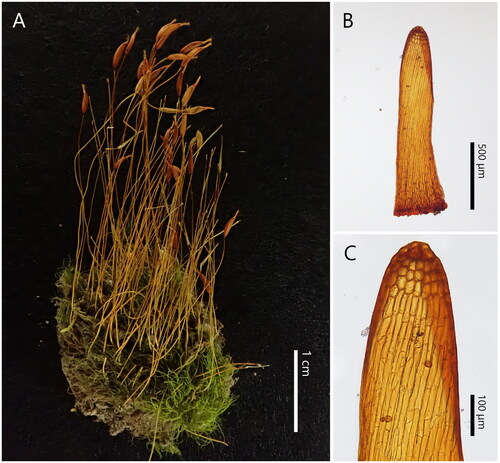 Figure 1. Ditrichum rhynchostegium. (A) Dry habit. (B) Operculum (outer surface view). (C) Close-up view of the upper part of (B). All photographs were taken from the voucher specimen Y. Inoue 5462 (HIRO).