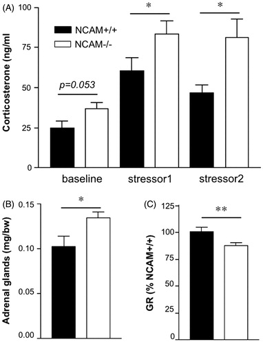 Figure 1. Abnormal sensitivity of the humoral and neural stress systems in NCAM−/− mice. (A) NCAM−/− mice (white bars; n = 13) tend to have higher plasma corticosterone levels at baseline compared to NCAM+/+ mice (black bars; n = 9). Mice of both genotypes have increased plasma corticosterone levels after both stressor 1 (rectal temperature measurement; n = 12 NCAM−/− and 10 NCAM+/+) and stressor 2 (tail suspension; n = each 6 per genotype). However, NCAM−/− mice present with significantly higher stress-induced corticosterone levels than NCAM+/+ mice. (B) NCAM−/− mice (n = 13) show a hypertrophy and increased weight of adrenal glands, compared to NCAM+/+ mice (n = 12). (C) Glucocorticoid receptor (GR) mRNA expression in the hippocampus of NCAM−/− mice (n = 8) is reduced when compared to NCAM+/+ mice (n = 9). These changes are indicative of a chronic hyperactivity of the HPA axis in NCAM−/− mice. Values indicate group means ± SEM; *, ** p ≤ 0.05, 0.01, respectively, compared to NCAM+/+.