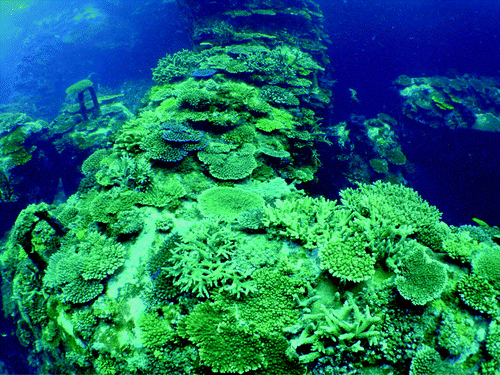 Figure .  Settlement of corals has been enhanced on the ‘Eco-Blocks’ installed at Naha Port in Okinawa, Japan. The ‘Eco-Block’ is a large, wave-dissipating block with unevenly processed surfaces that enhance natural recruitment of corals. The photograph was taken in August 2007, eight years after installation (for further information see Omori Citation2011; courtesy of Okinawa General Bureau).