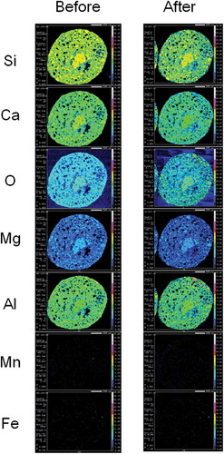 Figure 4 Electron probe micro-analyzer (EPMA) mapping images of granulated blast furnace slag fertilizer. Two-dimensional distribution images of silicon (Si), calcium (Ca), oxygen (O), magnesium (Mg), aluminum (Al), manganese (Mn) and iron (Fe) in the cross section of granulated blast furnace slag fertilizer before and after setting in paddy field for 75 d. Contents of each element are shown using colors from high content to low content: white, pink, red, yellow, light green, green, light blue, blue and black in turn.