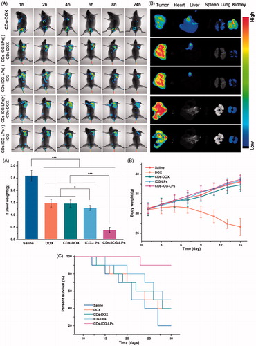 Figure 4. In vivo imaging of CDs-ICG-LPs compared with CDs-DOX as controls delivered systemically via tail vein injections in mice implanted with H22 cell. (A) CDs-DOX, CDs-ICG-LPs in vivo images taken at 1, 2, 4, 6, 8, and 24 h time point (‘–’ and ‘+’ mean treated with/without laser irradiation). (B) Fluorescence images of organs and tumors in tumor-bearing mice after 24 h post-injection of CDs-DOX or CDs-ICG-LPs. The mean tumor weight (C), mice body weight (D), and survival time (E) of mice bearing H22 tumor treated with free DOX, CDs-DOX, ICG-LPs, CDs-ICG-LPs and mice given saline as a control in different groups.