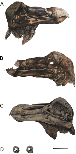 FIGURE 1. Scaled illustration by J.P.H. of the desiccated dodo head held at the Oxford University Museum of Natural History. A, right lateral view of skull, covered with desiccated skin; B, desiccated skin covering from the left side of the face, dissected from the specimen in 1847; C, left lateral view of the skull and mandible with skin covering removed (shown in B); D, left scleral ossicles in lateral (left) and medial (right) view. Scale bar equals 50 mm.