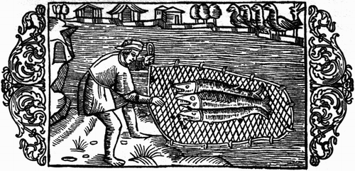 Figure 9. Woodcut showing a fisherman harvesting a catch of pike. The birds in the upper right of the picture are probably sea birds, indicating that fishing took place in late spring and early summer. The buildings in the upper part of the picture are possibly depictions of huts and storage buildings at a fishing camp (from Magnus [Citation1555] Citation1982, 947).