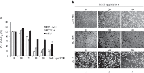 Figure 1. Cytotoxic effects of P. elegans methanolic extract (PeME)-treated glioblastoma, colon, and melanoma cancer cells. Cells were incubated for 24 h with various concentrations of PeME (0, 10, 20, 40, 80 and 160 μg/ml). (a). Cell viability was determined using WST-1 assay. Experiments were done in triplicates (n = 3) and the results were statistically significant at *P < 0.05, **P < 0.01. (b). PeME treatment changed the cell morphology and inhibited the proliferation rate of glioblastoma, colon, and melanoma cancer cells. Cells were exposed to PeME at 0, 20, 40, and 80 µg/ml concentrations respectively. The cellular morphological changes were examined at 24 h of treatment and imaged under an inverted phase-contrast microscope (100x magnification).