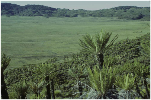 FIGURE 3. Cyathea muelleri grasslands at the Neum Basin, Mount Albert Edward at 2950 m are replacing forest but resemble widespread Pleistocene subalpine habitats. Photo by G. Hope.