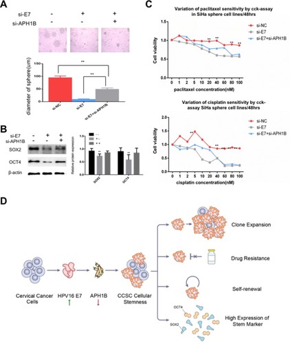 Figure 6 APH1B may participate in E7 maintenance of stemness in SiHa oncospheres.Notes: (A) Phase-contrast photomicrographs of SiHa oncospheres with or without HPV16 E7 inhibition and APH1B inhibition in low-adherence cultures for 7 days. (B) Western blot detection of SOX2 and OCT4 proteins in SiHa oncospheres with or without HPV16 E7 inhibition and APH1B inhibition in low-adherence cultures for 7 days. (C) Growth inhibition of SiHa oncospheres with or without HPV16 E7 inhibition and APH1B inhibition. All sphere cells were seeded in 96-well plates and treated with paclitaxel or cisplatin at different concentrations (0, 1, 2, 5, 10, 20, 40, 60, 80, 100 nM) for 48 hrs, and cell viability was determined by a modified MTT assay. OD values of each treated group were compared with controls at the same time point. (D) Proposed model: APH1B may participate in the process of E7 maintaining cellular stemness. Western blot expression levels were normalized to those of β-actin. Measurements of the diameters of colonies are shown in the bar graph. Error bars and mean with SD were from three independent experiments. **P<0.01 when comparing experimental and control groups (two-tailed Student’s t-test).