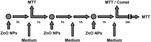 Figure 2 Experimental design of repetitive cell exposure to ZnO NPs. HUVEC were exposed for 1 hr three subsequent times with washing steps and regeneration periods of 1 hr in between, followed by a 24-hr regeneration period. MTT assay was performed after 1 hr of treatment, after 3 hrs of treatment and after the 24-hr regeneration period. Comet assay was performed after 3 hrs of treatment.