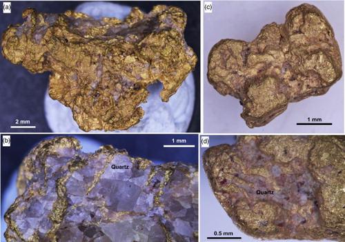 Figure 7. Coarse nuggety gold from the Blue Spur Conglomerate at Waitahuna Gully mine. A, Large angular nugget. B, Closer view of opposite side of nugget in a, showing quartz intergrowth. C,D, Weakly rounded particles with relict coarse gold crystal shapes on surfaces.