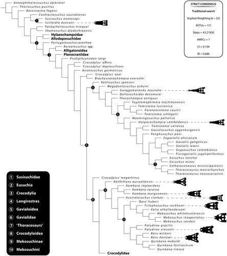 Figure 24. Strict consensus of a single fully resolved most parsimonious cladogram from the analysis run under TrS, and a weighting strength of k = 25. See Supplemental Data S2 for additional information. Abbreviations: CI, consistency index; #MPCs, number of most parsimonious cladograms; #OTUs, number of operational taxonomic units; RI, retention index.