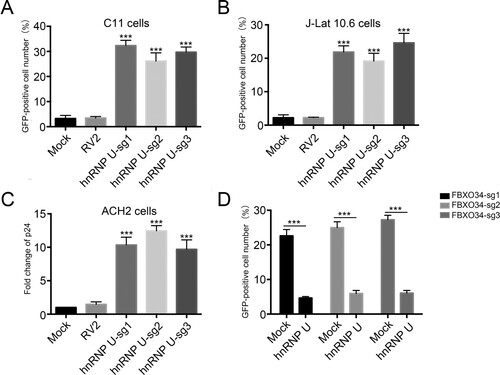 Figure 4. hnRNP U can promote HIV-1 latency. (a), Validation of hnRNP U in C11 cell line. C11 cell line was infected by lentiCRISPR V2.0 packaged lentiviruses with sgRNA targeting hnRNP U following by screening for 14 days with 2 µg/ml puromycin. The percentage of GFP-positive cells was measured by flow cytometry to determine the level of HIV-1 reactivation. (b,c), The effect of hnRNP U on HIV latency were further verified in J-Lat 10.6 (b) and ACH2 (c) models of HIV latency. The GFP expression in J-Lat 10.6 cells and p24 in ACH2 cells was analyzed by flow cytometry and ELISA, respectively. (d), The effect of overexpression of hnRNP U on the C11 cells which was enhanced FBXO34 expression by dCas9/sgRNA. The GFP expression in C11 cells which was enhanced FBXO34 expression by dCas9/sgRNA was analyzed by flow cytometry. Data information: Each data represented the mean ± SD of three independent experiments (n = 3) and were analyzed with T-test. ***p < 0.001.