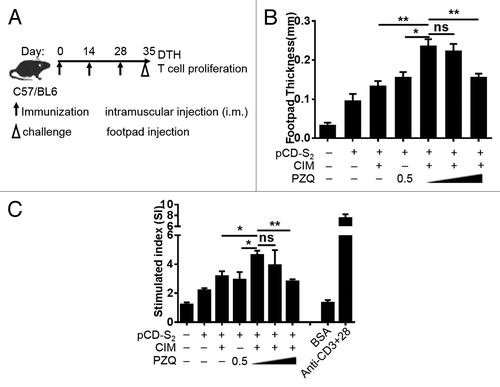 Figure 2. Combination of CIM and PZQ as adjuvants on cell mediated immunity. (A) WT C57BL/6 mice were immunized 3 times with the plasmid pCD-S2 in the presence or absence of CIM or PZQ, or combination of CIM and different dosages of PZQ. On day 7 after the third immunization, mice in different groups were challenged with 10 μg HBsAg in the right footpad and the left footpad were injected with PBS as control. (B) The thickness of the footpad was measured at 48 h after challenge. (C) Single splenocytes were isolated from another 5 animals in different groups on day 7 after the third immunization and stimulated with 10 μg/mL HBsAg in the presence of 0.5 μg/mL anti-CD28 for 72 h. T cell proliferation was analyzed using MTT method. Data represent 3 independent experiments with similar results (means ± SEM), *P < 0.05 and **P < 0.01 (unpaired Student’s t test).
