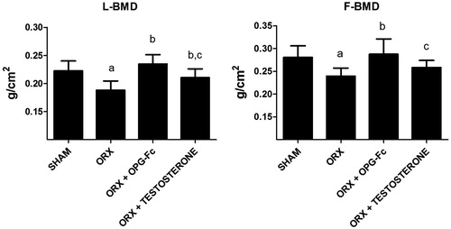 Figure 1. Bone mineral density, BMD (g/cm2) measured in lumbar vertebrae (LBMD) and in femur (FMBD). Three-month-old male Wistar rats: sham-operated rats (SHAM) and orchidectomized rats as baseline and castrated rats treated with 10 mg/kg of OPG–Fc twice weekly (ORX + OPG–Fc) or testosterone cypionate (1.7 mg/kg/once a week) (ORX + testosterone). Data are expressed as mean ± SD of 15 animals/group in the case of FMBD and 23 animals/group in the case of LMBD. Statistical significance: a vs SHAM; b vs ORX; c vs ORX + OPG–Fc. LBMD: ORX vs SHAM p < .001; ORX + OPG–Fc vs ORX p < .001; ORX + testosterone vs ORX p < .05; ORX + testosterone vs ORX + OPG–Fc p < .05. FBMD: ORX vs SHAM p < .01; ORX + OPG–Fc vs ORX p < .001; ORX + testosterone vs ORX + OPG–Fc p < .05.