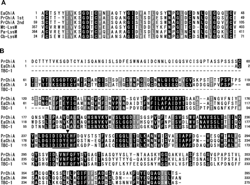 Fig. 5. Alignment of amino acid sequences from domains of EaChiA with those from corresponding regions of several proteins.Notes: (A) Alignment of sequences from LysM domains of EaChiA with those of LysM-containing proteins. (B) Alignment of the sequence from full length of EaChiA with that from PrChiA to TBC-1, which present a catalytic domain belonging to class IIIb chitinases. Identical residues are shown in white with a black background; dashes indicate gaps. An underline indicates the consensus region around the catalytic site in family-18 glycoside hydrolase. An arrow indicates an expected catalytic residue. PrChi-A 1st and 2nd indicate the first LysM domain and the second LysM domain, respectively, from the N-terminal of PrChiA. EaChiA, E. arvense chitinase-A (NCBI Accession # BAI22848); Mt-LysM, LysM domain-containing protein from M. thermophila (NCBI Accession # XP_003660096); Pa-LysM, LysM-containing protein from P. anserina (NCBI Accession # XP_001907459); Cb-LysM, LysM-containing protein from C. brenneri (NCBI Accession # EGT32879); TBC-1, plant class IIIb chitinase from Tulipa bakeri (NCBI Accession # BAA88408).