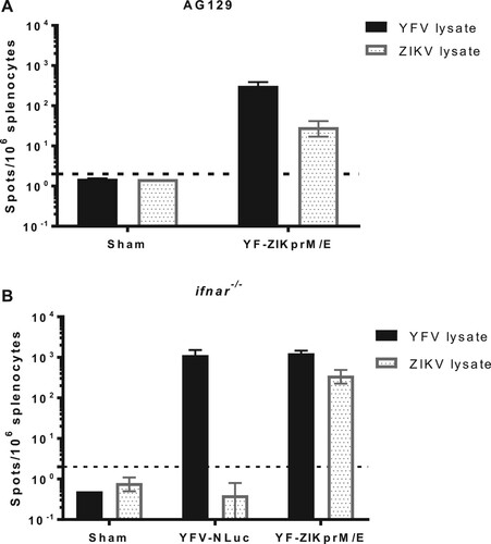 Figure 5. Ex vivo stimulation of splenocytes from YF-ZIKprM/E and sham-vaccinated mice. AG129 or ifnar−/− mice were either sham-vaccinated or vaccinated with either 1 × 104 PFU of YFV-17D-NLuc or YF-ZIKprM/E. AG129 mice were boosted twice with the same dose (used for vaccination) in intervals of two weeks and later euthanized 10 weeks after the initial vaccination. Ex vivo stimulation of AG129 (A) and ifnar−/− (B) mouse splenocytes with either YFV-17D or ZIKV BeH819015 [Citation29] total cell lysates. Data presenting mean values ± SEM of biologically independent samples (n = 5 per group). Dotted line denotes the limit of detection (L.O.D.) of the assay.