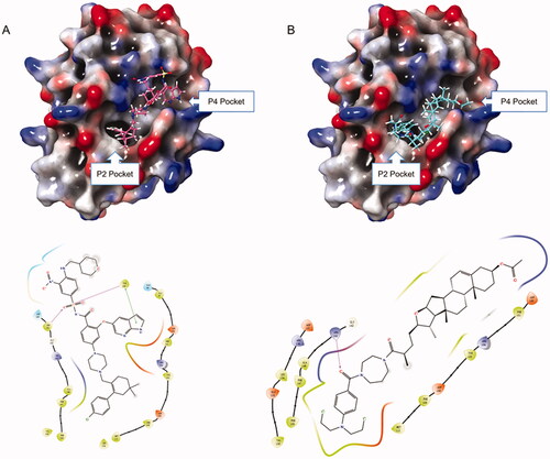 Figure 9. (A) Binding mode of ABT-199 to Bcl-2 protein; (B) Binding mode of 14f to Bcl-2 protein.