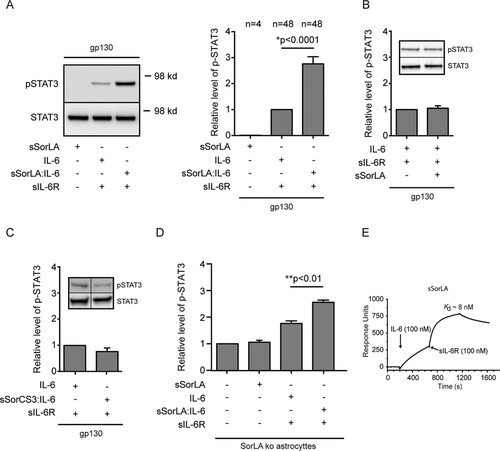 FIG 9 Soluble SorLA may stabilize IL-6 trans signaling. (A) BA/F3 cells expressing gp130 were stimulated (15 min, 37°C) as indicated, and the resulting levels of pSTAT3/STAT3 were determined by Western blotting of cell lysates. Prior to stimulation, sIL-6R (5 nM) and sSorLA (40 nM) were incubated separately (3 h, room temperature), whereas IL-6 (5 M) was preincubated alone or in combination with 40 nM sSorLA (sSorLA:IL-6). The left panel shows a Western blot of a representative experiment. The right panel summarizes results of several (n) experiments in which the pSTAT3 levels (measured by densitometry) were set relative to the level obtained in response to IL-6+IL-6R (assigned the value 1). Bars indicate the SEM, The P value was calculated using the Wilcoxon signed-rank test. (B) The same BA/F3 cells were stimulated (15 min, 37°C) as indicated, but in this case none of the reagents had been coincubated prior to stimulation. The relative pSTAT3 levels were determined as described above. The inset depicts a Western blot of a single experiment, and the histogram summarizes results of nine experiments. (C) pSTAT3 levels in the same cells and stimulated as for panel A except that sSorLA had been substituted with sSorCS3. The inset shows a Western blot of a single experiment, the histogram summarizes (as described above) results of five separate experiments. (D) pSTAT3 levels in SorLA ko astrocytes stimulated with preincubated reagents as for panel A. The columns represent mean values (± SEM, n = 3) relative to the pSTAT3 level in unstimulated astrocytes (assigned value 1). Data were evaluated by using one-way ANOVA and Tukey's test. (E) SPR analysis of the binding of sIL-6R to a preformed sSorLA:IL-6 complex. Immobilized sSorLA was initially exposed to IL-6 (100 nM) prior to the injection of fresh buffer containing 100 nM sIL-6R. The subsequent increase in response units signifies the binding of sIL-6R to the preformed sSorLA:IL-6 complex. The estimated Kd is indicated.