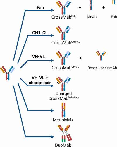 Figure 1. Principles of CrossMab technology: The four major CrossMab formats as applied to 1 + 1 heterodimeric bispecific antibodies are depicted as well as potential side products. On the bottom, the structure of mono- and duomabs is indicated. Heavy-chain domains are depicted in dark colors and respective light-chain domains are depicted with corresponding bright colors. Created with BioRender.com