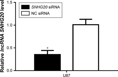 Figure 3 SNHG20 siRNA is constructed, which can inhibit the lncRNA SNHG20 expression levels in glioma cells.Notes: The knockdown efficiency of lncRNA SNHG20 is assessed by qRT-PCR. *P<0.05 means vs the NC siRNA group.Abbreviation: qRT-PCR, quantitative real-time polymerase chain reaction.