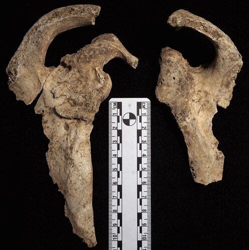 fig 3 Butler’s Field 6. Pseudarthroses on the posterior surfaces of the right and left scapulae of BF-6 as a result of bilateral posterior dislocation of both shoulders. Photograph by S Bohling with permission of the Corinium Museum.