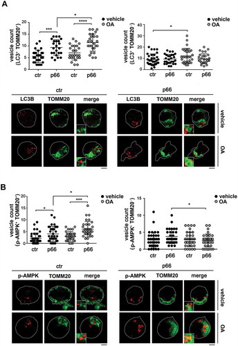 Figure 9. p66SHC promotes the association of LC3B and p-AMPK with mitochondria. (A) Left, quantification of LC3B+ dots colocalizing with mitochondria (identified as TOMM20+ dots) in ctr and p66 cells untreated or treated for 1 h with OA (≥ 10 cells/sample, n = 3). Note that the levels of TOMM20, which as an OMM protein undergoes degradation during mitophagy, were not affected at this time point, as assessed by immunoblot of purified mitochondria (87±0.07% in OA-treated vs vehicle-treated ctr cells; 94±0.14% in OA-treated vs vehicle-treated p66 cells). Right, quantification of non-mitochondrial LC3B+ dots (LC3B+ TOMM20-) in ctr and p66 cells untreated or treated for 1 h with OA (≥ 10 cells/sample, n = 3). Representative images (medial optical sections) are shown below each histogram. (B) Left, quantification of p-AMPK+ dots colocalizing with mitochondria (TOMM20+) in ctr and p66 cells untreated or treated for 1 h with OA (≥ 10 cells/sample, n = 3). Right, quantification of non-mitochondrial p-AMPK+ dots (p-AMPK+ TOMM20-) in ctr and p66 cells untreated or treated for 1 h with OA (≥ 10 cells/sample, n = 3). Representative images (medial optical sections) are shown below each histogram. The insets in the bottom left corner of the corresponding image in panels A and B are shown at a higher magnification (x 2.5). Size bar: 5 μm. The data are expressed as mean± SD. ****P ≤ 0.0001; ***P ≤ 0.001; *P ≤ 0.05 (one-way ANOVA).