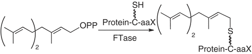 Scheme 1.  Protein farnesylation.