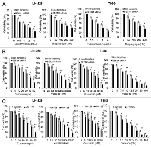 Figure 7. Inhibition of EEF2K increased the cytocidal activity of curcumin and velcade against tumor cells. (A) LN-229 or T98G cells were transfected with a nontargeting siRNA or a BECN1-targeted siRNA, followed by treatment with a series of concentrations of Tg or Tm for 48 h. At the end of treatment, cell viability was measured by MTT assay. (B) LN-229 or T98G cells were transfected with a nontargeting RNA or a siRNA targeting EEF2K, followed by treatment with a series of concentrations of curcumin or velcade for 48 h. Cell viability was measured by MTT assay. (C) LN-229 or T98G cells were treated with a series of concentrations of curcumin or velcade for 48 h in the presence or absence of 0.25 μM of NH125. At the end of treatment, cell viability was measured by MTT assay. Results shown were mean ± SE of three experiments.