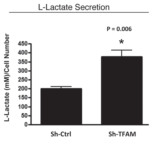 Figure 5 TFAM-deficient fibroblasts secrete elevated levels of L-lactate, consistent with increased aerobic glycolysis. L-lactate is a critical fuel which provides continued energetic support for tumor epithelial cells. Note that TFAM-deficient fibroblast secrete increased levels of L-lactate (∼2-fold; p = 0.006), relative to control fibroblasts processed in parallel.