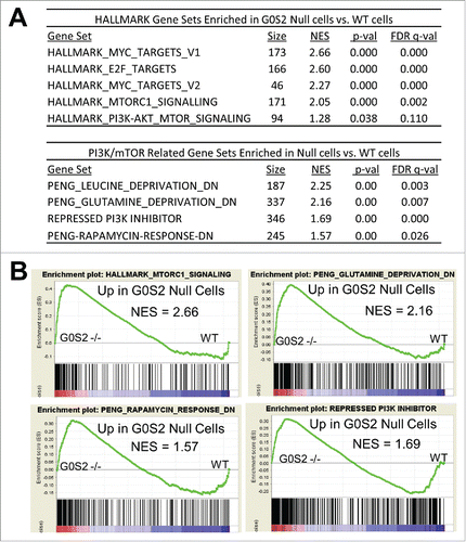 Figure 1. G0S2 null cells have upregulated gene signatures associated with PI3K/mTOR activation. A, Gene Set Enrichment Analysis (GSEA) of gene expression profiles of G0S2 null MEFs and wild-type MEFs in biological triplicate. G0S2 null cells are enriched for gene signatures associated with MYC activation and PI3K/mTOR signaling. B, Representative gene set enrichment plots. NES, normalized enrichment score.