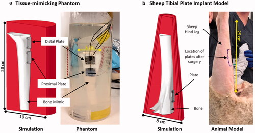 Figure 1. Geometric models utilized in this study. (a) A tissue-mimicking leg phantom was constructed to mimic a sheep tibia with metal plates affixed to the cortical bone with screws. The leg and plates were embedded in a tissue-mimicking gel phantom and housed in a cylindrical container. Fiber-optic temperature sensors were attached to different faces of the plates as well as in the bone phantom and gel material. (b) A sheep model with the same plates was used to test AMF exposures in vivo, with a corresponding simulation model of the leg incorporating bone, muscle, fascial layers, and skin. Both geometries had corresponding simulation models as shown.