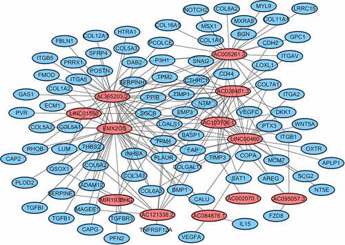 Figure 6. Cytoscape explored the potential link between lncRNA and target genes